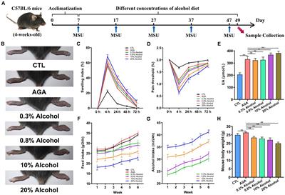 Effects of alcohol on the symptoms of gouty arthritis and taxonomic structure of gut microbiota in C57BL/6 mice